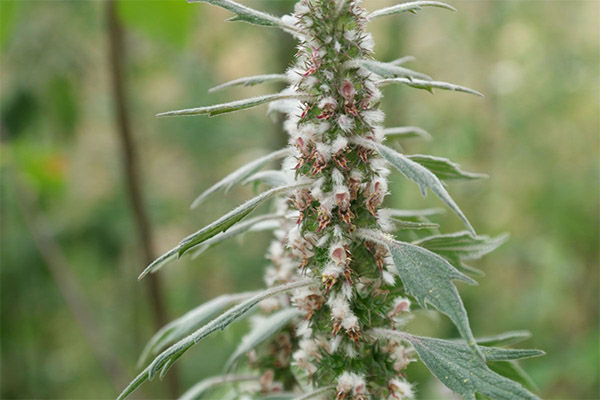 Therapeutic properties of motherwort