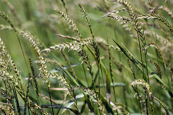 Proprietăți terapeutice ale wheatgrass