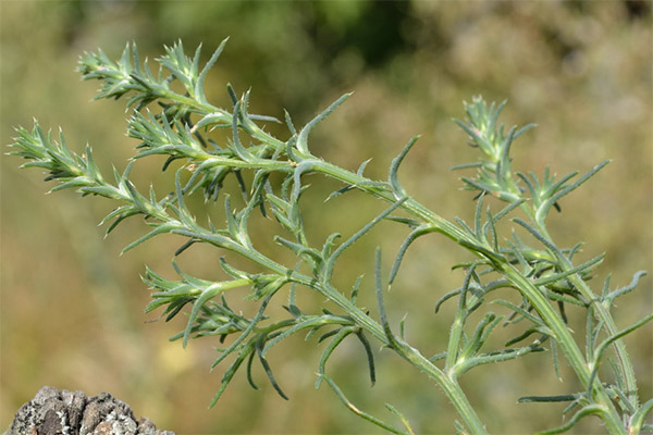 Terapeutické vlastnosti kopcov Salsola