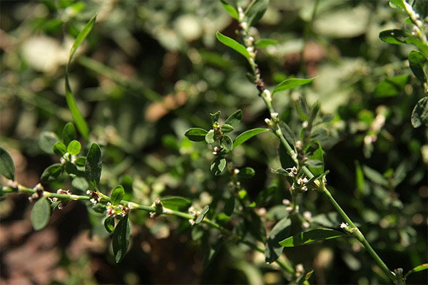 Θεραπευτικές ιδιότητες του βοτάνου knotweed