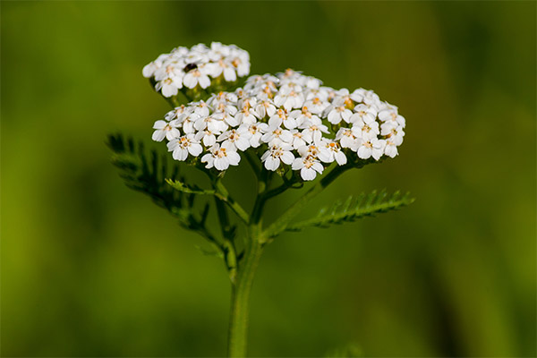 Therapeutic properties of yarrow