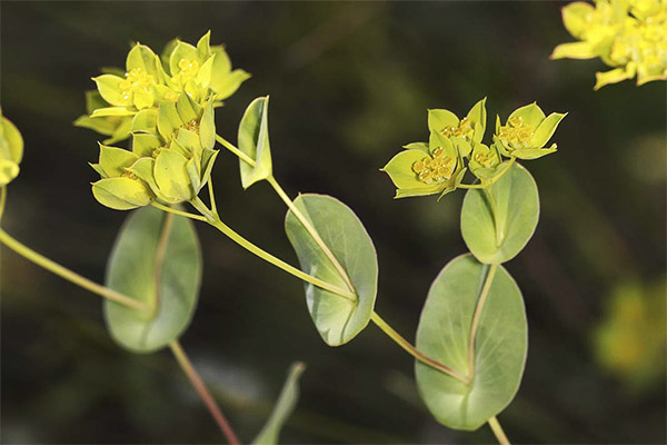 Therapeutic properties of St. John's wort