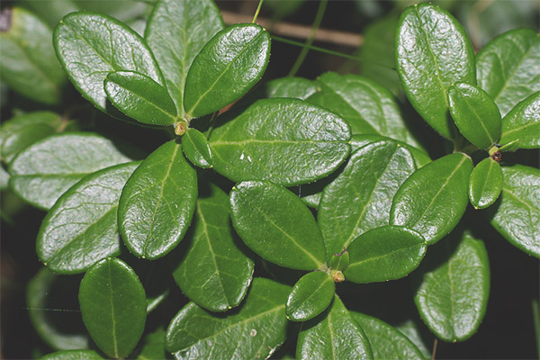 Cranberry Leaves