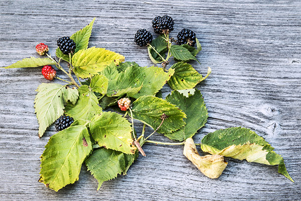 Blackberry leaves