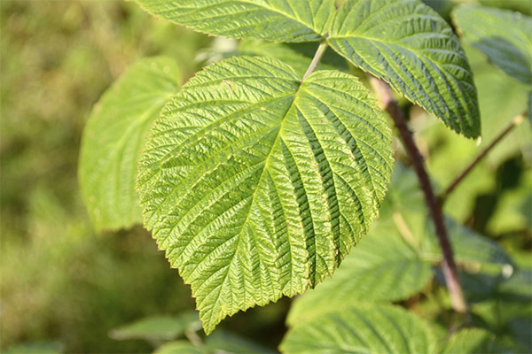 Raspberry leaves in folk medicine