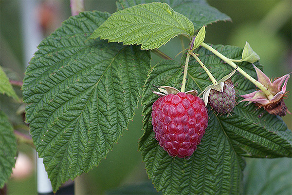 Raspberry Leaves