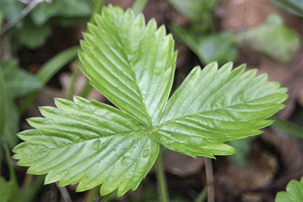 Strawberry leaves in folk medicine