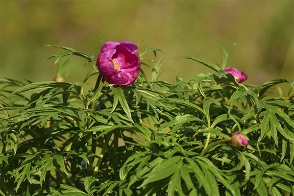 Marjoram root in folk medicine