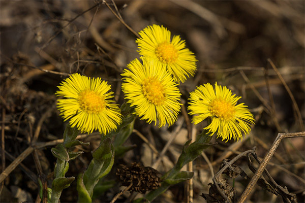 Upland uterus in traditional medicine