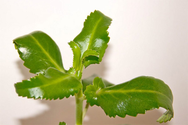 Can I Eat Leaves Fresh