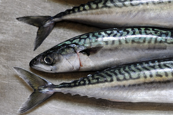 Can I Eat Raw Mackerel?