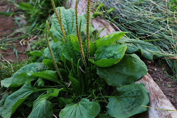 Plantain στη λαϊκή ιατρική