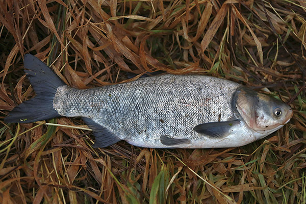 Naudingos sidabrinių karpių savybės