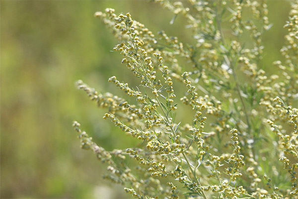 Mugwort in herbal medicine