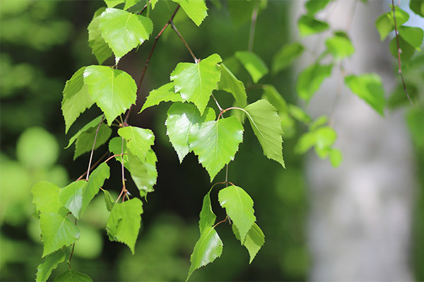 Application of birch leaves in cosmetology