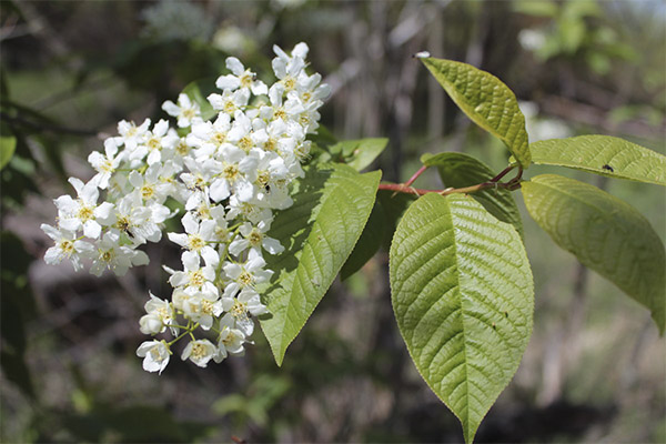 Bird cherry tree application in cosmetology