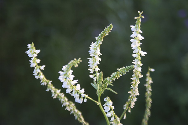 Donnaberry Aplicații cosmetice