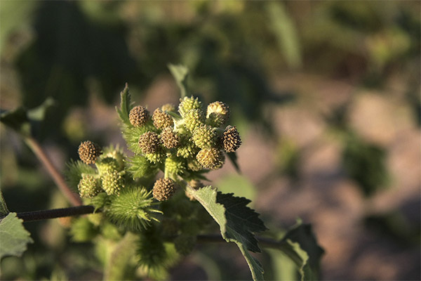 Xanthium strumarium naudojimas kosmetologijoje