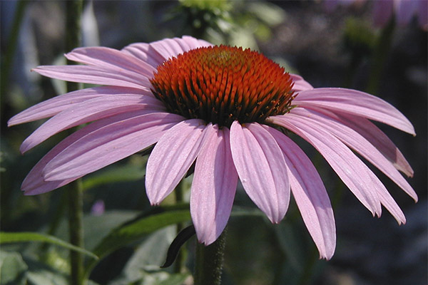 Echinacea v kozmetike