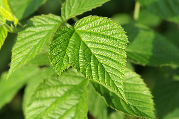 Raspberry Leaf Usage in Cosmetology