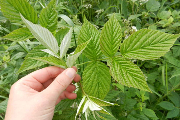 Using raspberry leaves in cooking