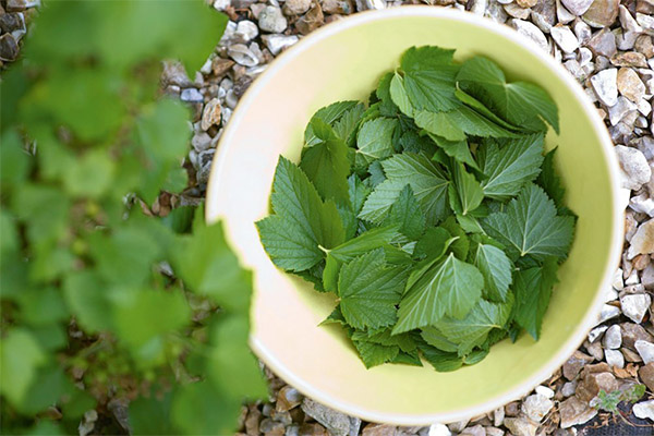 The use of currant leaves in cosmetology