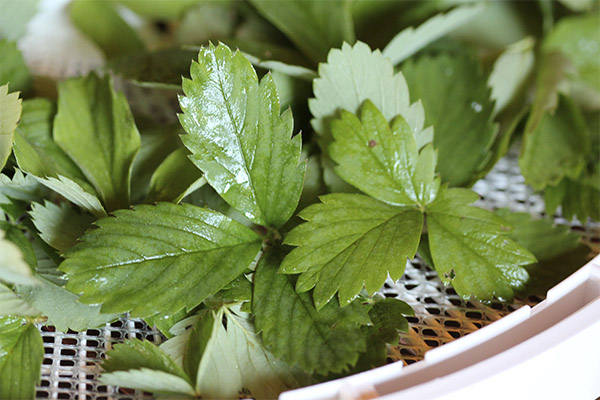 The use of strawberry leaves in cosmetology