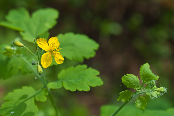 Αντενδείξεις για τη χρήση του celandine