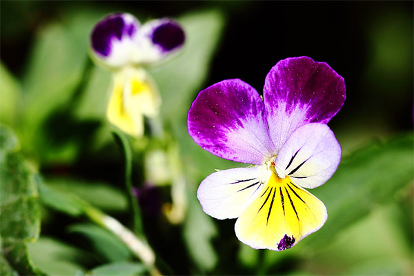 Contraindicații pentru utilizarea violetelor tricolore