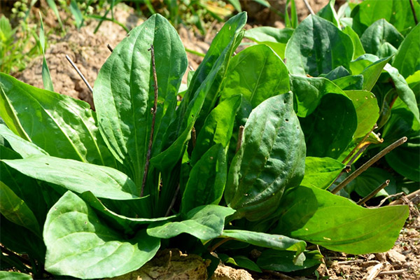 Kontraindikácie aplikácie Plantain