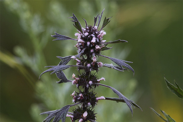 Contraindications for motherwort