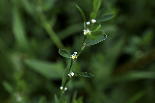 Contraindications to the use of milkwort