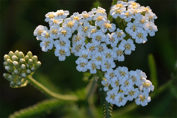 Contraindications for yarrow use