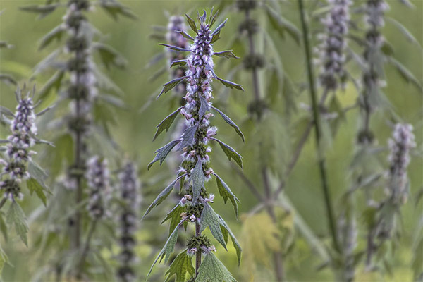 Leonuriwort în medicina populară