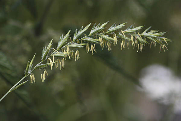 Couch grass