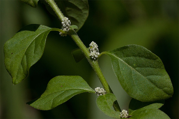 Woolly Erwa in folk medicine