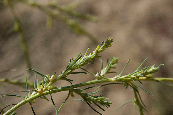 Dealul Saltwort