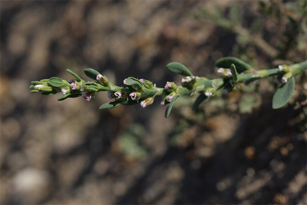 Sporewort in folk medicine