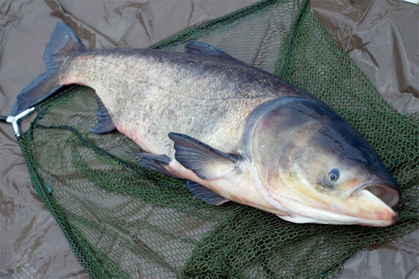 Silver carp for diabetes