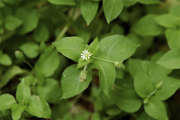 Water lily herb in cooking