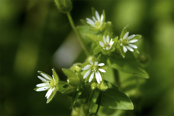 Herb woodlice în medicina populară