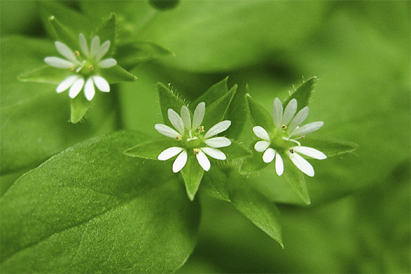 Tussockweed