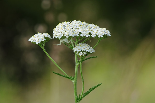 Yarrow