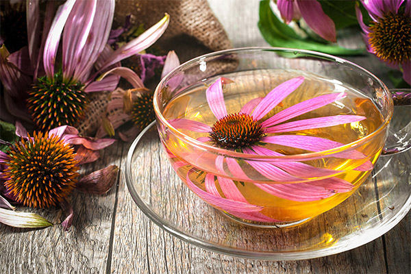 Τύποι φαρμακευτικών σκευασμάτων με Echinacea