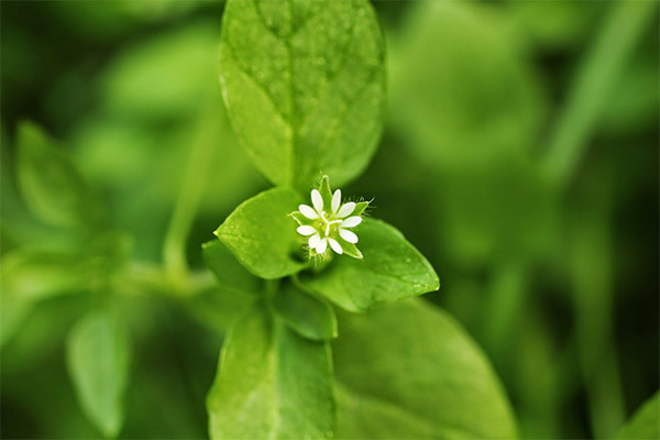 Preparate pe bază de plante cu păduche