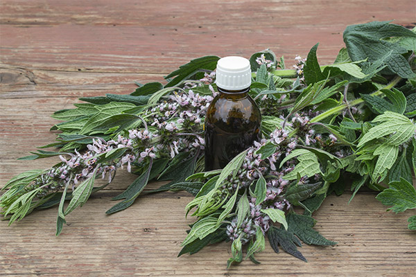 Compoziții medicinale generoase cu motherwort