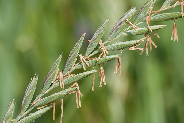 Healing compositions with wheatgrass