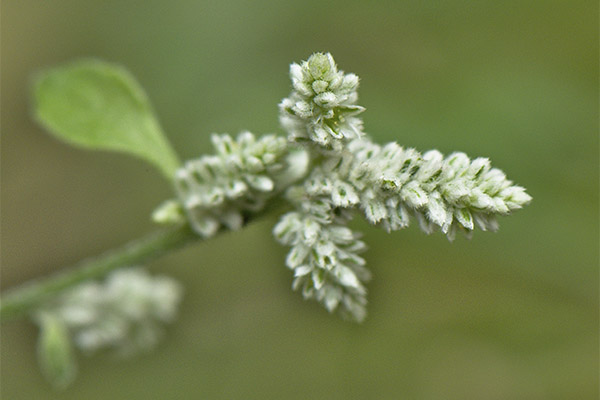 Kinds of medicinal compositions with woolly daub