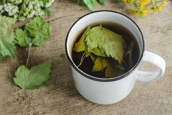 Kind of currant leaves medicinal compositions