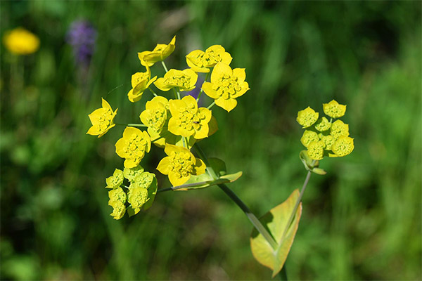 Volodushka golden in folk medicine